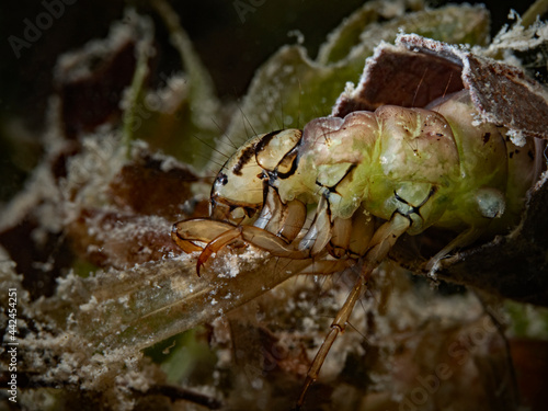 caddisfly larva underwater in freshwater, hungrige Köcherfliegenlarve photo