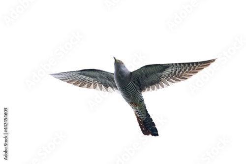 Common cuckoo (Cuculus canorus) photo