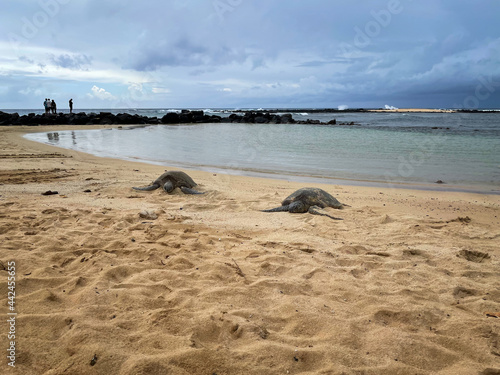 Hawaiian Green Sea Turtles lounging on Poipu Beach Kauai