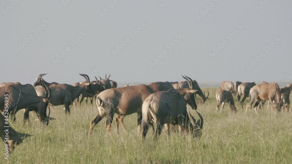 Topi herd migrate across the great rift valley. Topi herd migrate across the great rift valley.