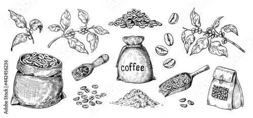 Hand drawn coffee. Arabica seeds and bags full of roasted beans. Branches with leaves. Wooden spoons. Organic ingredients for brewing caffeine drink. Vector black and white sketches set