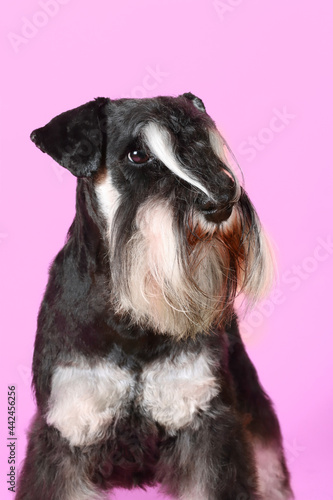 miniature schnauzer isolated on color background 