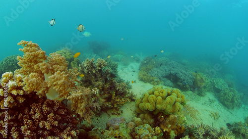 Colourful tropical coral reef. Scene reef. Marine life sea world. Philippines.
