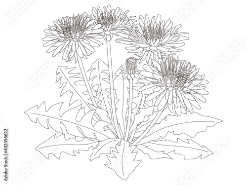 花のぬり絵　タンポポの花