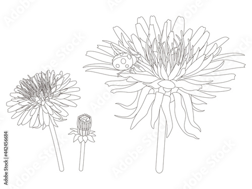 花のぬり絵　タンポポの花