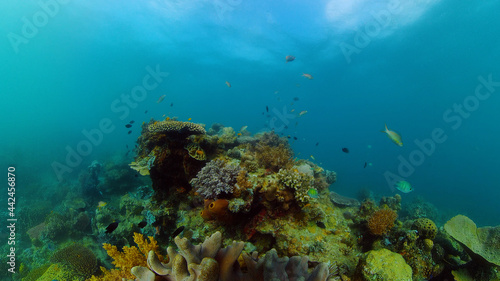 Tropical fishes and coral reef underwater. Hard and soft corals  underwater landscape.