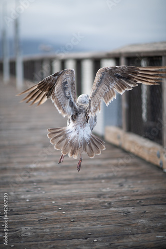 seagull in flight