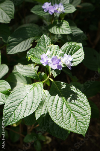 アジサイの花