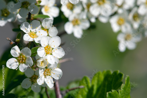 Close-up branch blooming with white flowers of cherry or pear on blurred natural green background. Flowering trees in spring or future garden crop. Botanical photo or delicate outfit of garden trees.