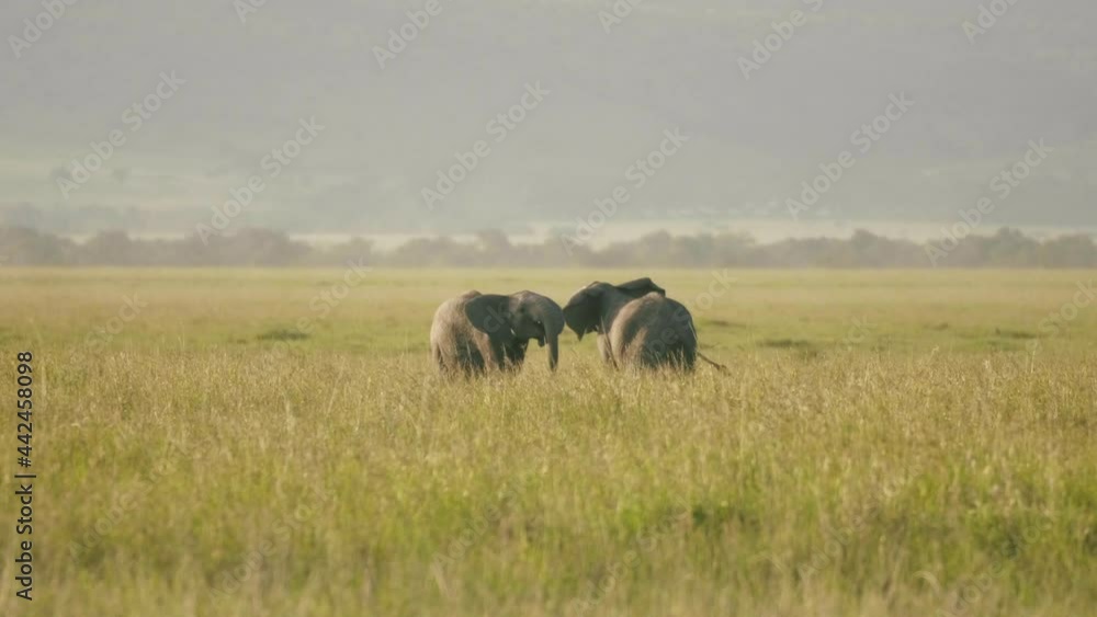 Young Elephants play, wielding trunks in the African savanna. Young Elephants play, wielding trunks in the African savanna.