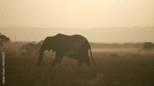Silhouette Elephant grazes across the savanna at sunrise. 