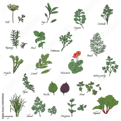 ハーブのイラストセット-英語の名称入り