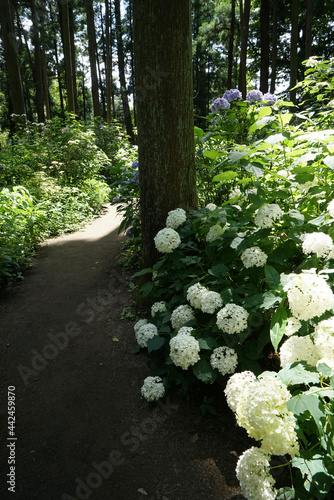 あじさいの森