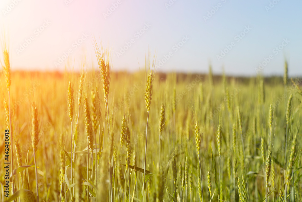  Wheat field background. Wheat harvest on a summer sunny field. Agriculture, rye farming and growing bio eco food concept