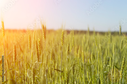  Wheat field background. Wheat harvest on a summer sunny field. Agriculture  rye farming and growing bio eco food concept