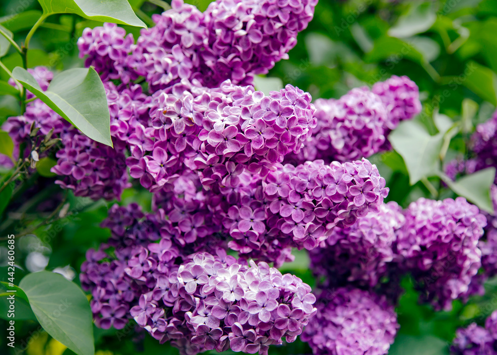 Purple lilac flowers blooming in the spring garden. Springtime landscape with tender flowers Purple lilac flowers blooming in the spring garden. Springtime landscape with tender flowers