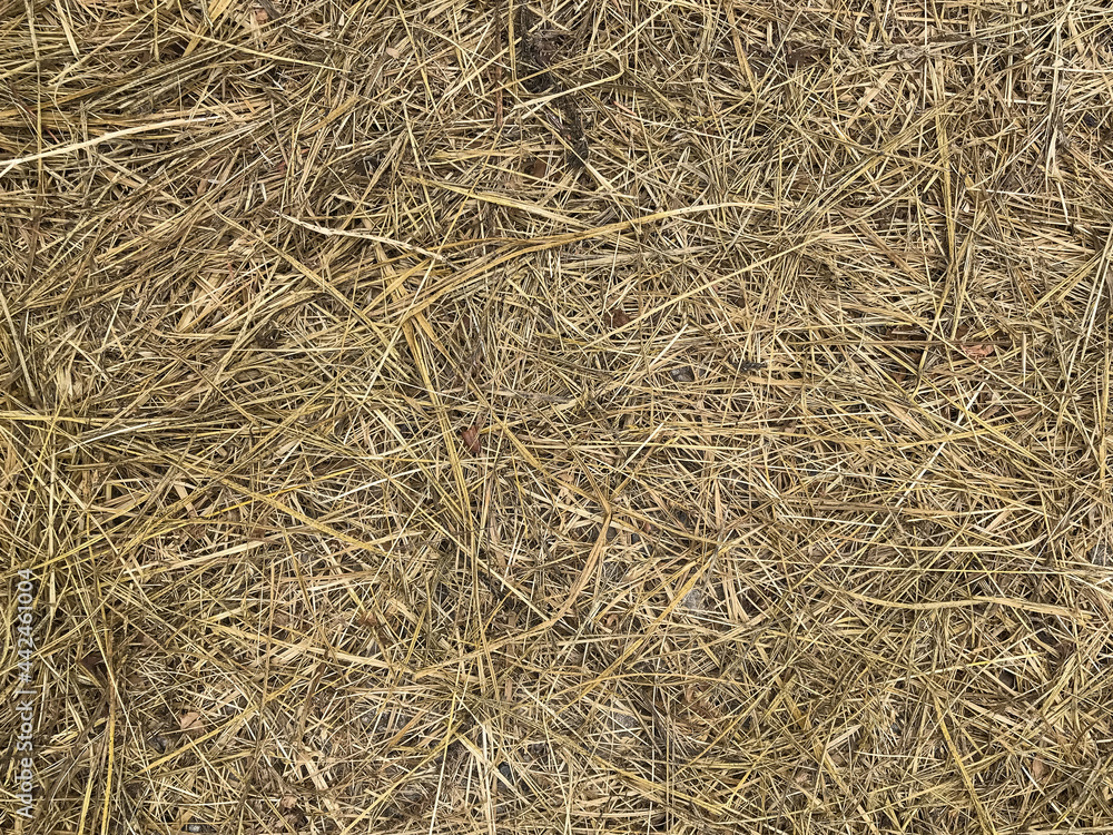 Hay. The texture of the cut grass. Hay. The texture of the cut grass.