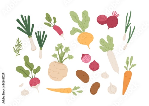 Fresh organic root vegetables. Set of healthy farm food. Carrot, onion, radish, daikon, garlic, beet and potato tubers. Summer harvest. Colored flat vector illustration isolated on white background