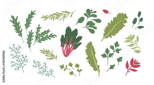 Set of fresh green herbs and spices. Raw organic seasonings and herbal plants. Leaf of dill, rosemary, basil, arugula, chard, lettuce and parsley. Flat vector illustration isolated on white background