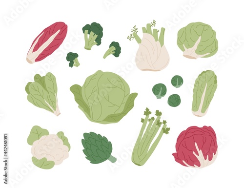Set of raw organic farm vegetables. Red and Chinese cabbages, lettuce, broccoli, Brussels sprout, cauliflower and celery. Flat vector illustration of healthy natural food isolated on white background