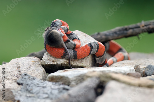 The gray-banded kingsnake (Lampropeltis alterna), sometimes referred to as the alterna or the Davis Mountain king snake with caught prey among rocks with a green background. Orange-gray striped snake. photo