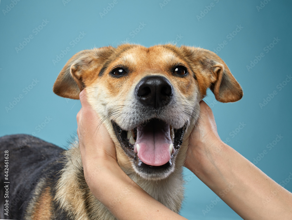 mix dog with big beautiful eyes. pet on blue background with hands