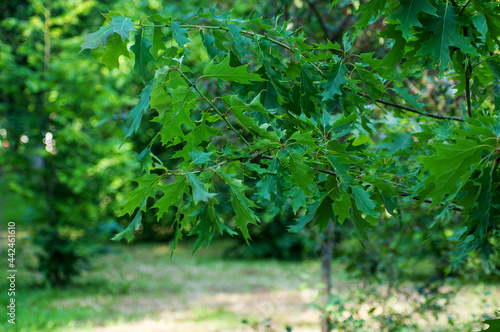 green leaves in the forest