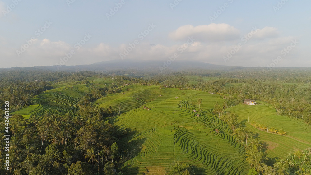aerial view green rice terrace and agricultural land with crops. farmland with rice fields agricultural crops in countryside Indonesia,Bali