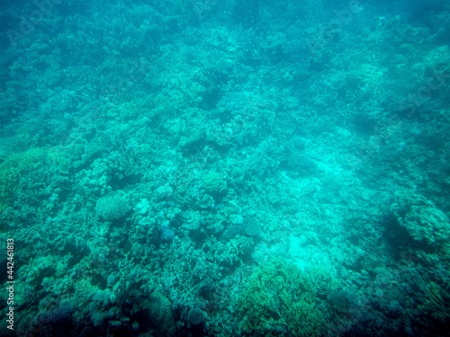 Underwater view of swimming fish and algae