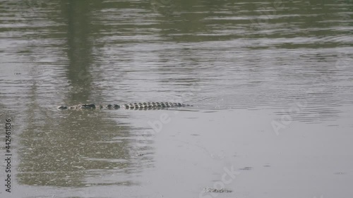 Crocodile Lurks in the river, swimming disguisedly.  photo