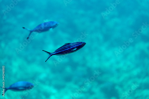 Fototapeta Naklejka Na Ścianę i Meble -  Underwater view of swimming fish, corals and algae