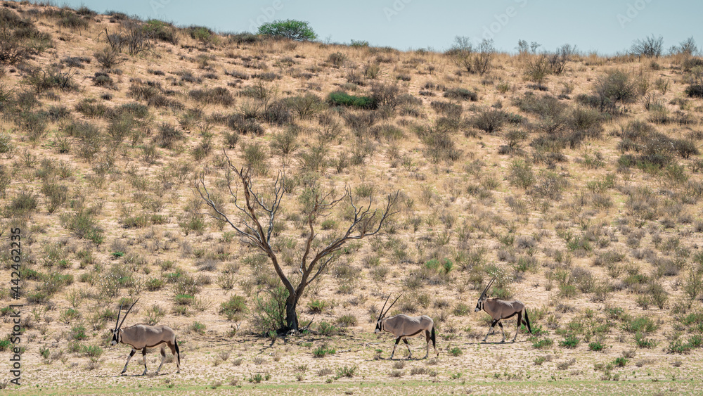 Naklejka premium GEMSBOK