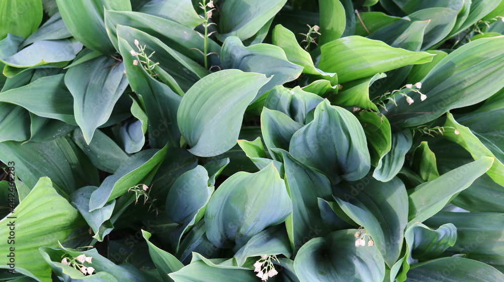 Obraz premium succulent foliage of frets top view natural background full frame, tropical summer emerald graphic resource, green leaves of spring flowers in rich fresh backdrop