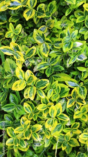 top view of live deciduous shrub background with teardrop-shaped green leaves with yellow edging  summer vegetable backdrop of fresh bright decorative foliage  garden bush crown full frame