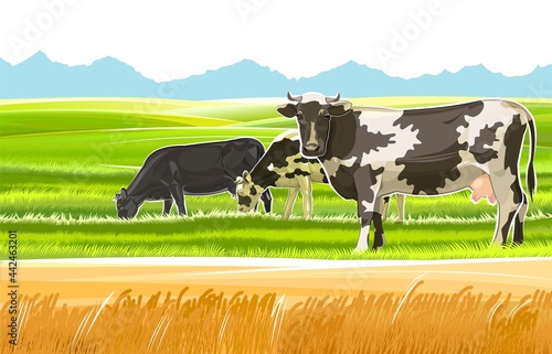 A herd of cows grazes among the rural hills. Pastures. Meadows and wheat fields. Rustic village landscape. Farm work. Isolated on white background.