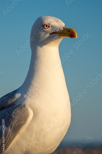 Seagull stands guard on the beach of south France beside sign that says the beach swimming is not supervised photo