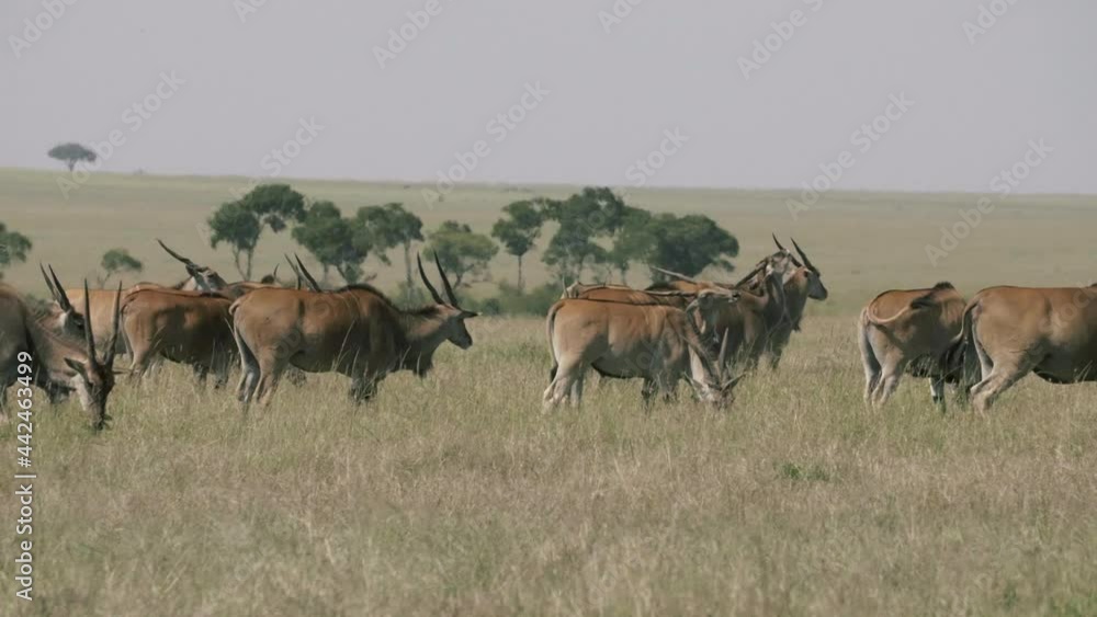Eland heard graze in the open African savanna. Eland heard graze in the open African savanna.