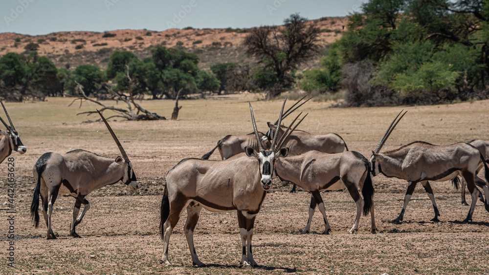 GEMSBOK GEMSBOK