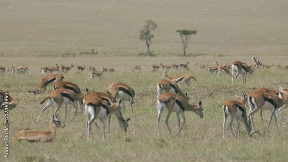 Thompson gazelle graze in the open savanna. Thompson gazelle graze in the open savanna.