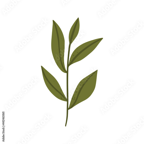 Tea leaf plant icon vector illustration graphic design © Mussbila