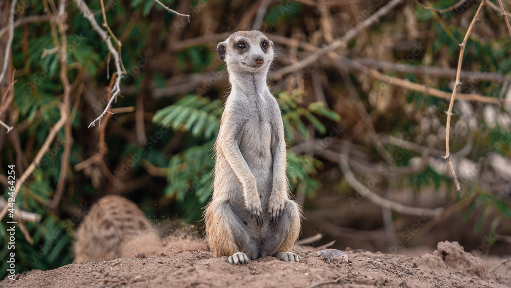 Fototapeta premium MEERKAT