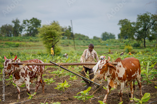 Indian farmer or labor working with bull in banana agriculture field