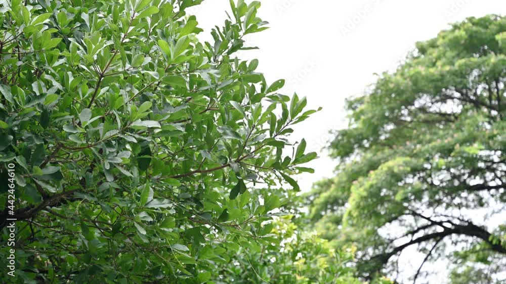 Tree branch with green leaves shady in forest Tree branch with green leaves shady in forest
