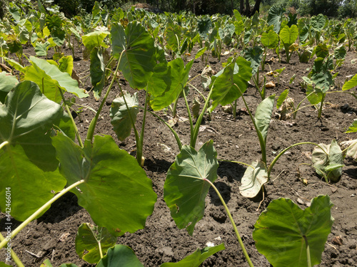Closeup view of taro roots in the fileds or arbi crop farming photo