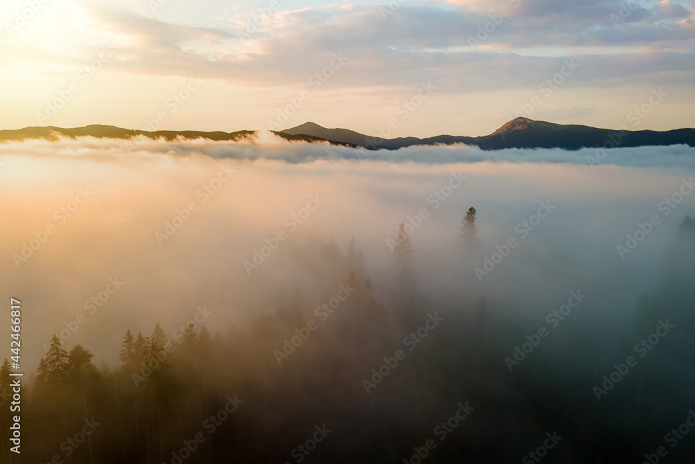 View from above of dark moody pine trees in spruce foggy forest with bright sunrise rays shining through branches in autumn mountains.
