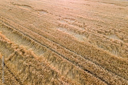 Aerial view of ripe farm field ready for harvesting with fallen down broken by wind wheat heads. Damaged crops and agriculture failure concept.