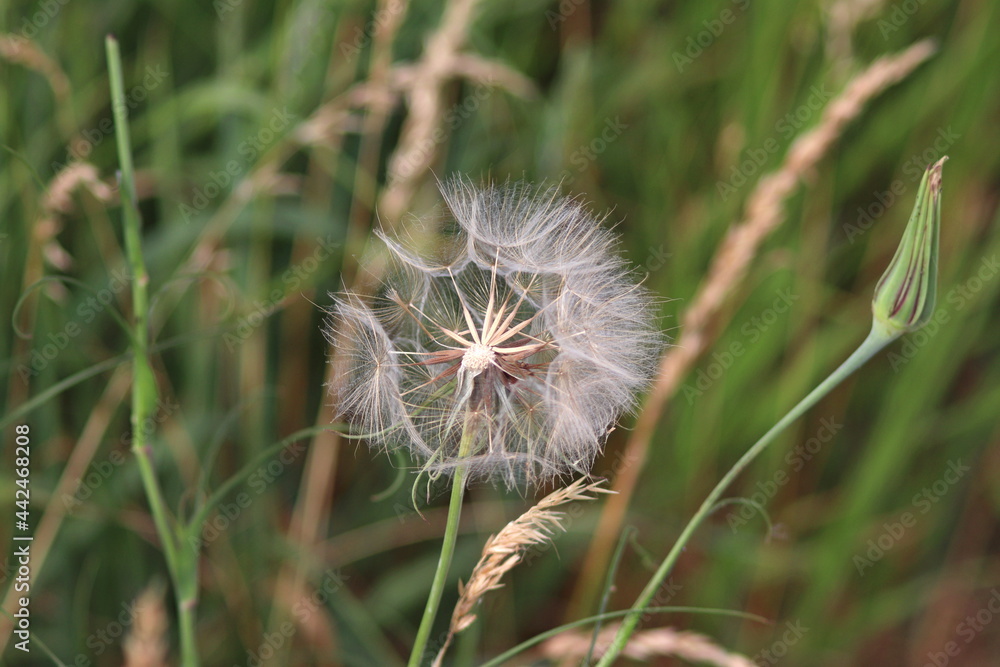 Taraxacum officinale as a dandelion or common dandelion commonly known as dandelion. In Polish it is known as Taraxacum officinale as a dandelion or common dandelion commonly known as dandelion. In Polish it is known as