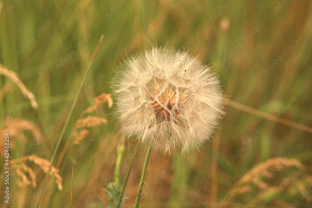 Taraxacum officinale as a dandelion or common dandelion commonly known as dandelion. In Polish it is known as Taraxacum officinale as a dandelion or common dandelion commonly known as dandelion. In Polish it is known as