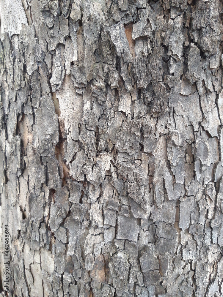real old tree detail view texture_23423 real old tree detail view texture_23423