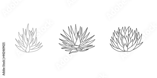 Succulent set aloe vera in doodle style. Vector illustration plant hand drawn. Black outline isolated element on white background. Sketch desert flower for print and design. Medicinal leaves and herbs